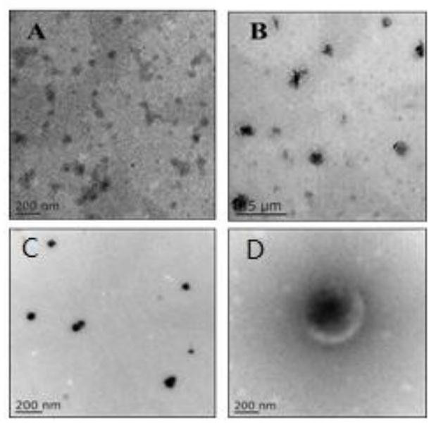 Composite siRNA nanocarrier and its preparation method and application