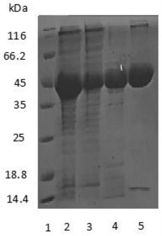Anaplasma phagocytophilum P44 recombinant protein and preparation method and application thereof