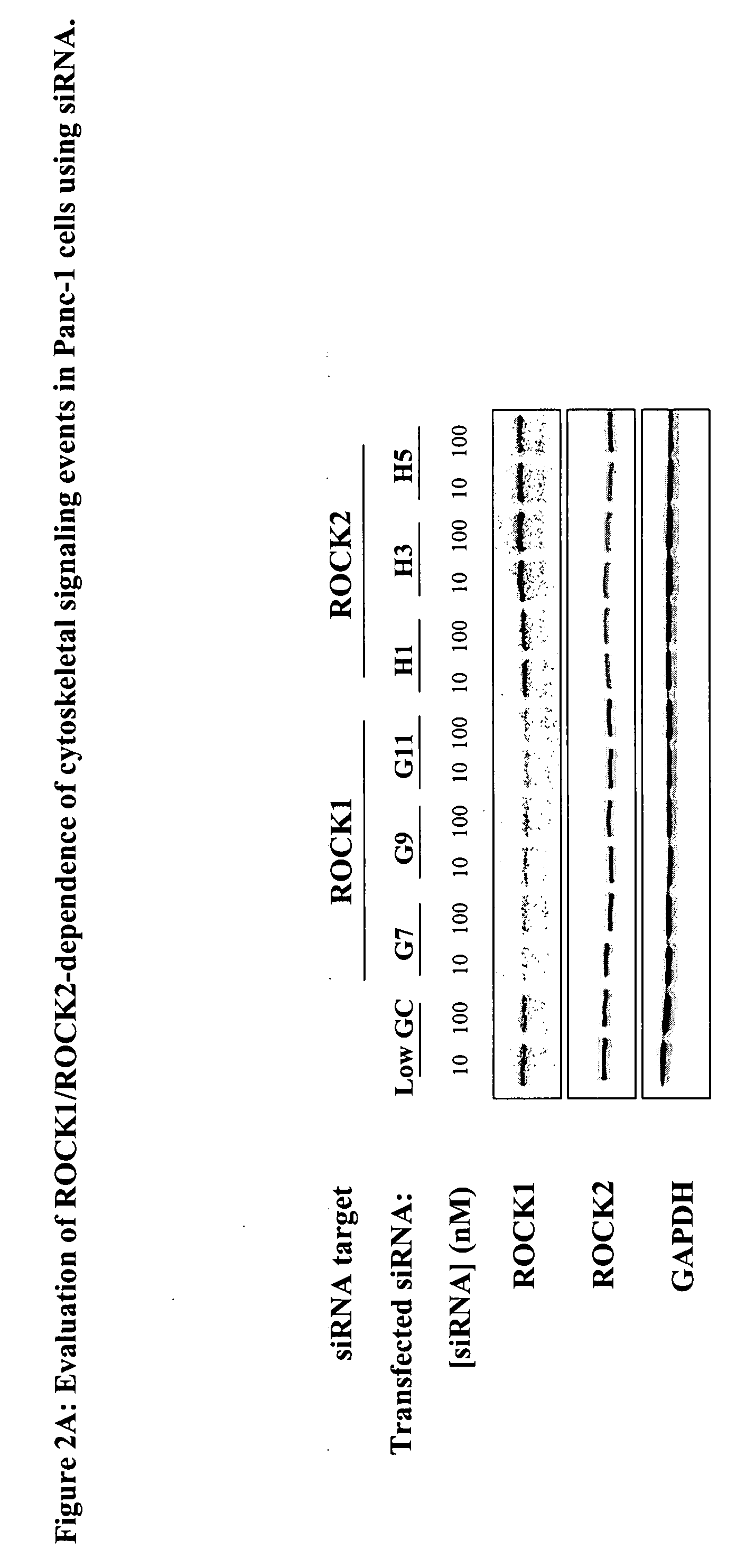 Method for the assay of rock kinase activity in cells