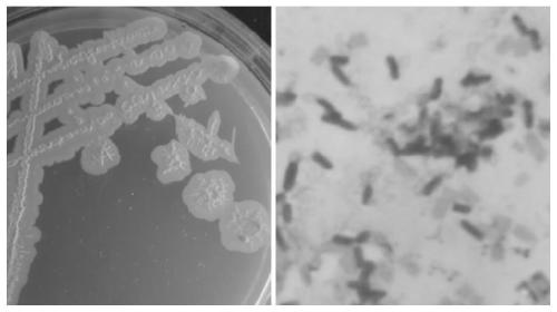 Donkey-derived bacillus pumilus and application thereof to preparation of medicine for treating diarrhea of donkey foals