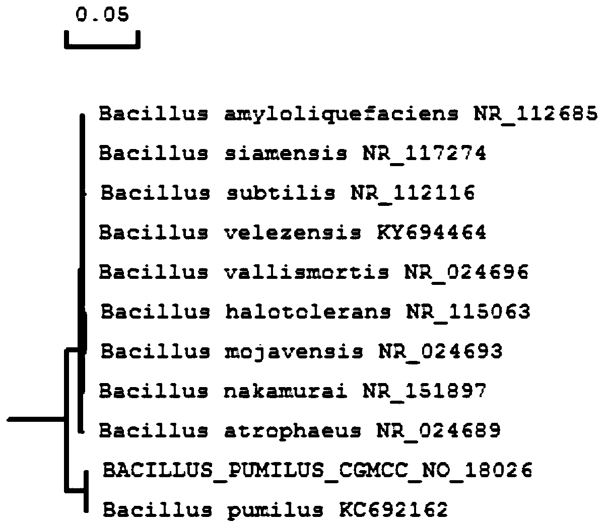 Donkey-derived bacillus pumilus and application thereof to preparation of medicine for treating diarrhea of donkey foals