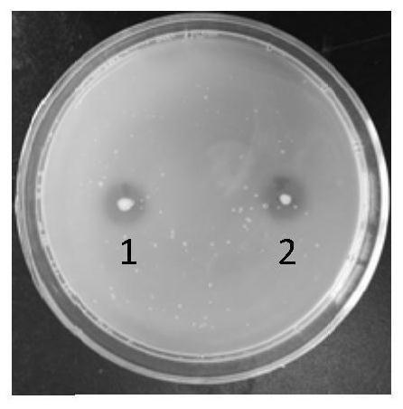 Donkey-derived bacillus pumilus and application thereof to preparation of medicine for treating diarrhea of donkey foals