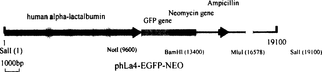 Human alpha-lacto albumin gene transgenic cloned macro domectic animal production method
