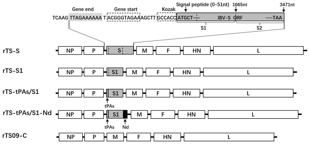 Recombinant Newcastle disease vector vaccine for expressing avian infectious bronchitis virus S protein, preparation method and application