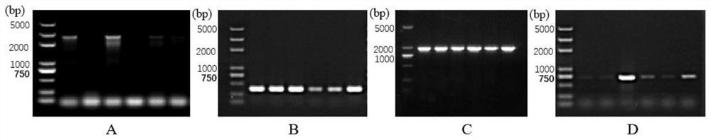 Recombinant Newcastle disease vector vaccine for expressing avian infectious bronchitis virus S protein, preparation method and application