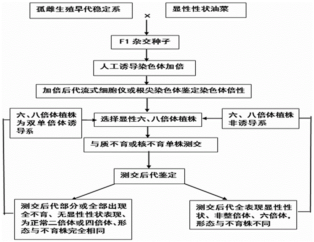 Method for selecting cabbage-type rape varieties and materials by rape double haploid inducing line