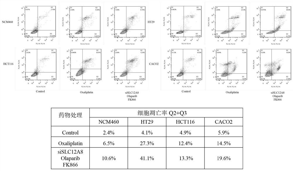 Novel method for inhibiting colon cancer cell activity by combining inhibitor with small interfering RNA