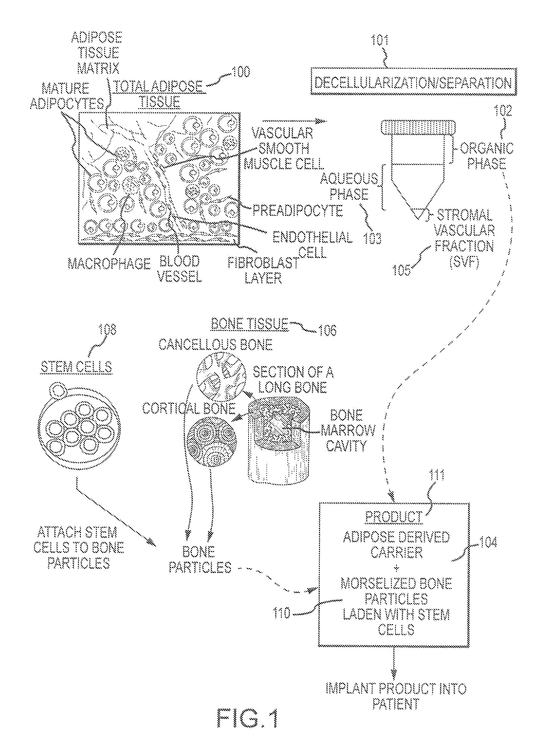 Adipose composition systems and methods