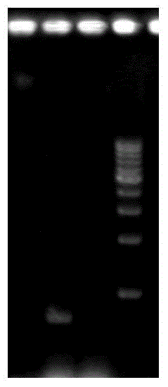Isoprene synthase gene and application thereof