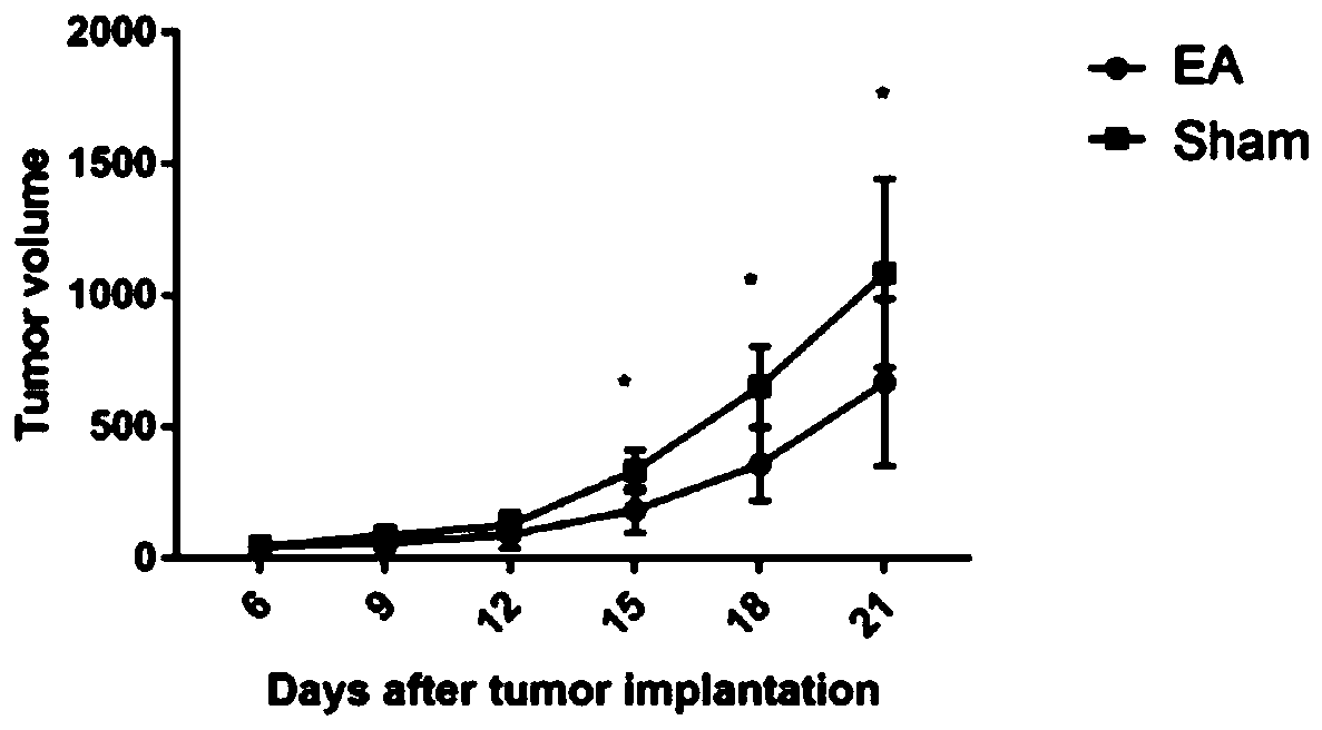 Construction method of acupuncture mouse tumor model and application of acupuncture immunization adjustment