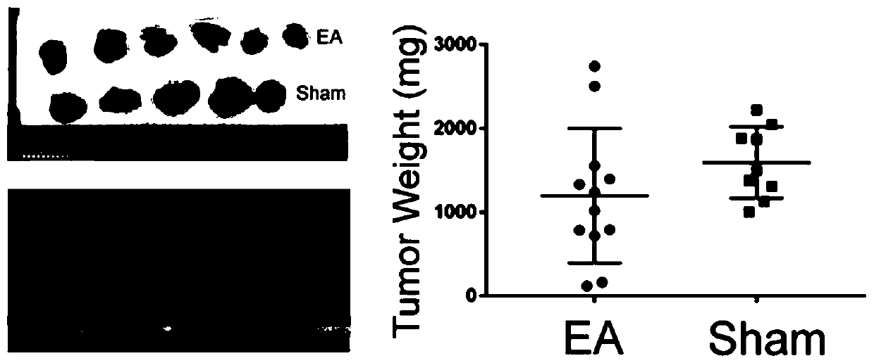 Construction method of acupuncture mouse tumor model and application of acupuncture immunization adjustment