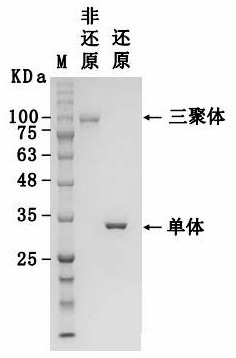 Novel coronavirus antibody with broad-spectrum neutralizing activity as well as preparation method and application of novel coronavirus antibody