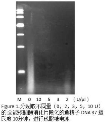 Expression and purification method of totipotent endonuclease