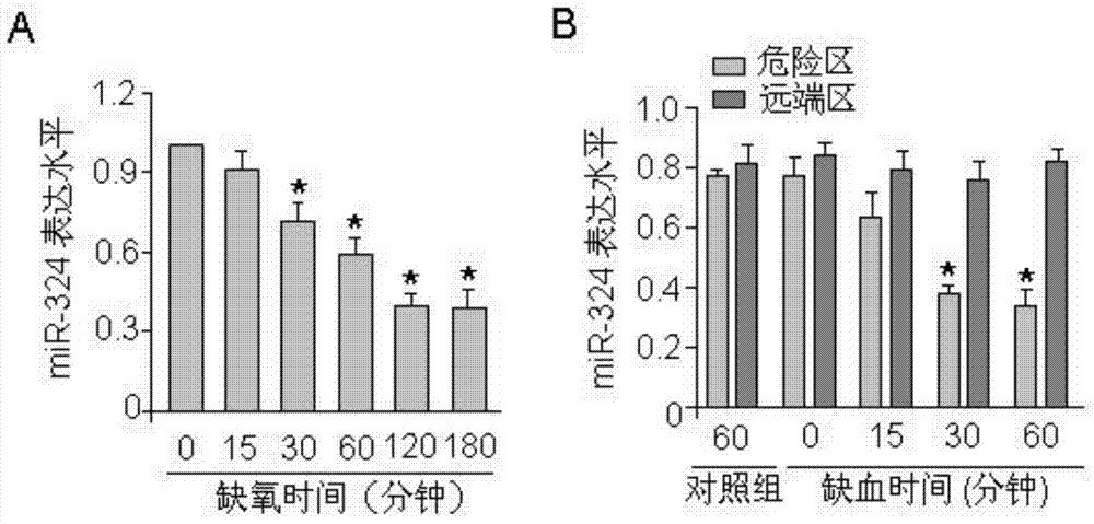 Pharmaceutical composition containing miRNA-324 and application of pharmaceutical composition