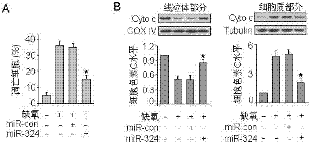 Pharmaceutical composition containing miRNA-324 and application of pharmaceutical composition
