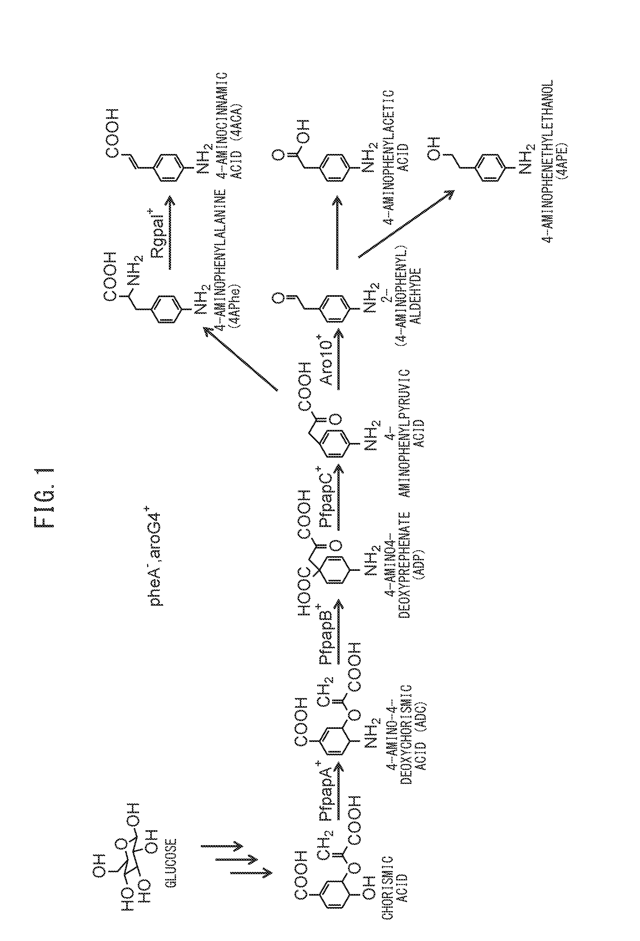 Method for producing aniline derivative by fermentation from carbon source