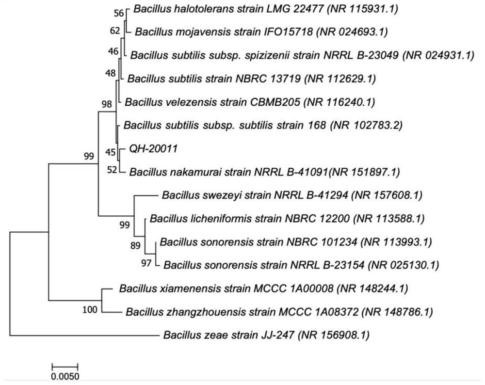 ZHONGCUN bacillus QH-20011 with low pH tolerance and application of ZHONGCUN bacillus QH-20011