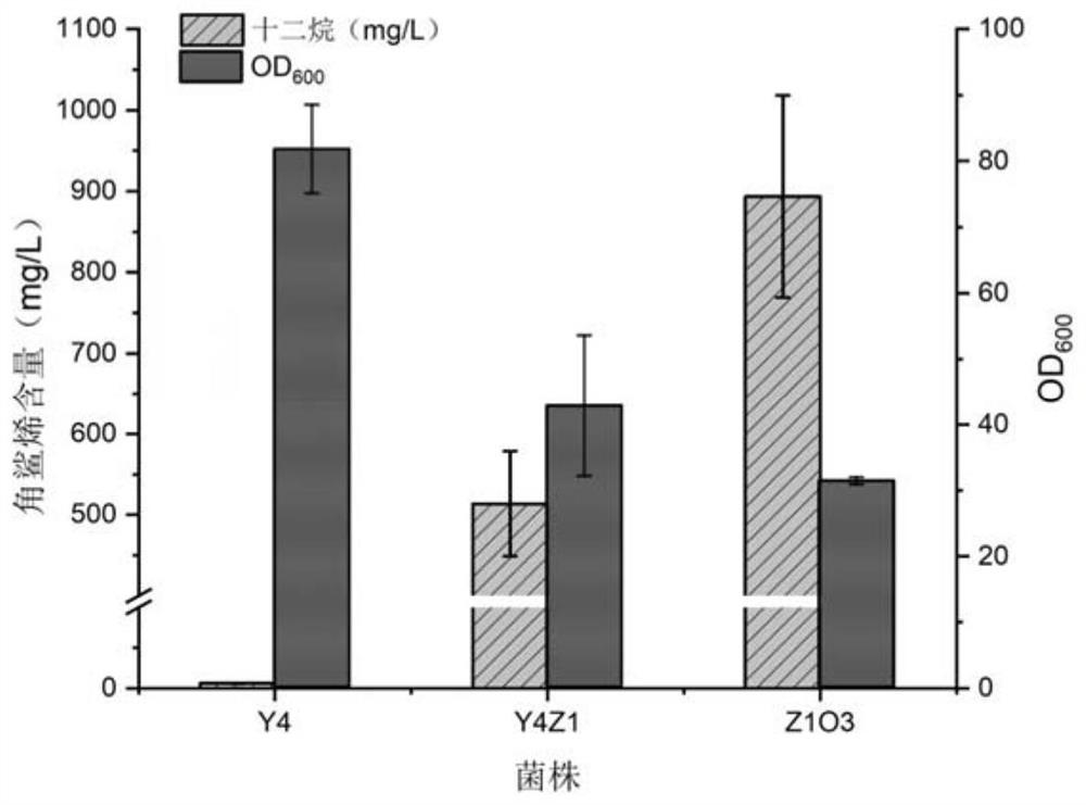 Construction and application of saccharomyces cerevisiae strain for extracellular transport of vitamin D3 precursor squalene