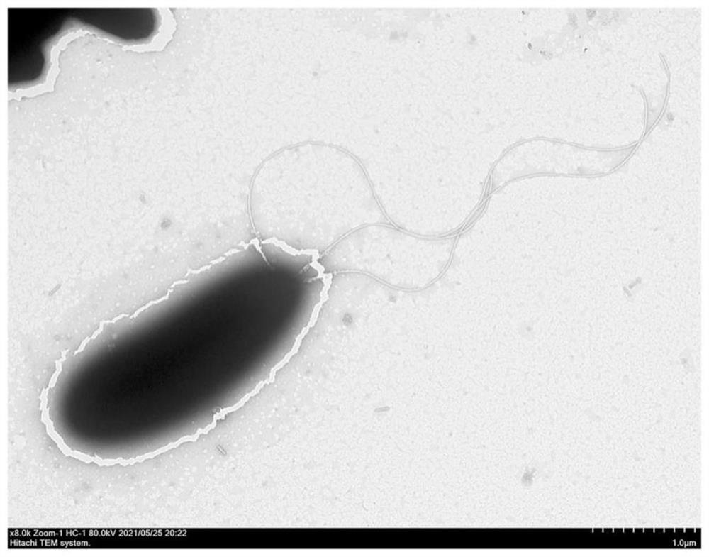 Application of pseudomonas chlororaphis to prevention and control of clubroot of cruciferous crops