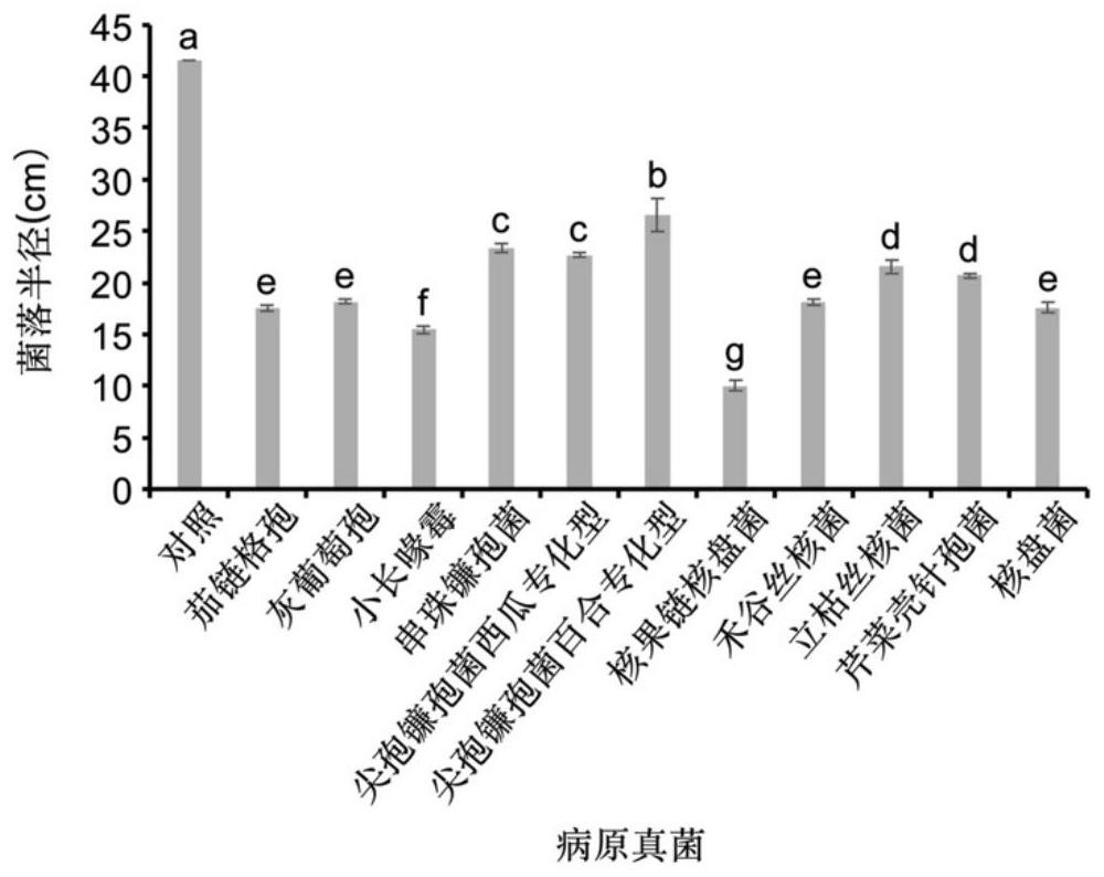 Application of pseudomonas chlororaphis to prevention and control of clubroot of cruciferous crops