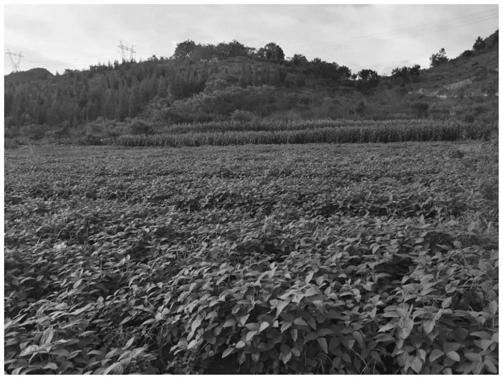 High-yield shade-tolerant soybean variety breeding method suitable for interval relay intercropping