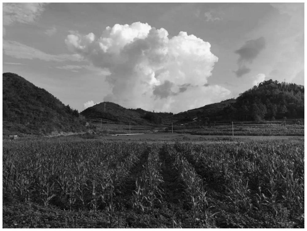 High-yield shade-tolerant soybean variety breeding method suitable for interval relay intercropping