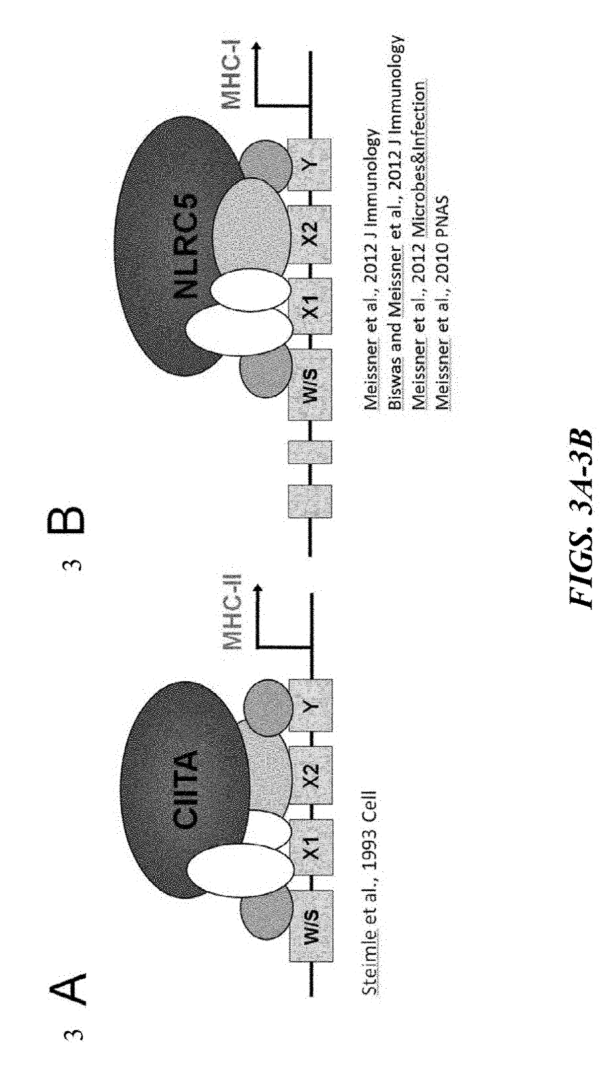 Universal donor stem cells and related methods