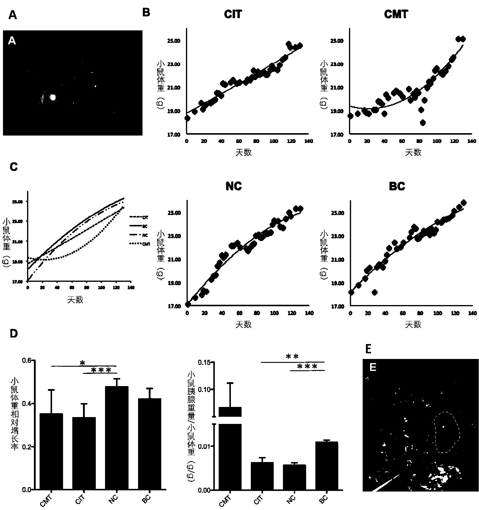 Application of caerulin in preparing sensitizing preparation of medicaments for intervening in pancreatic cancer animal model