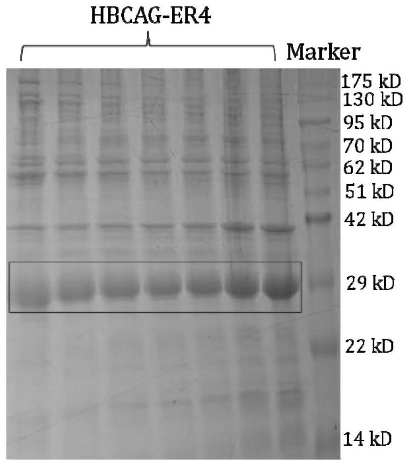 Swine fever antigen epitope peptide and use thereof
