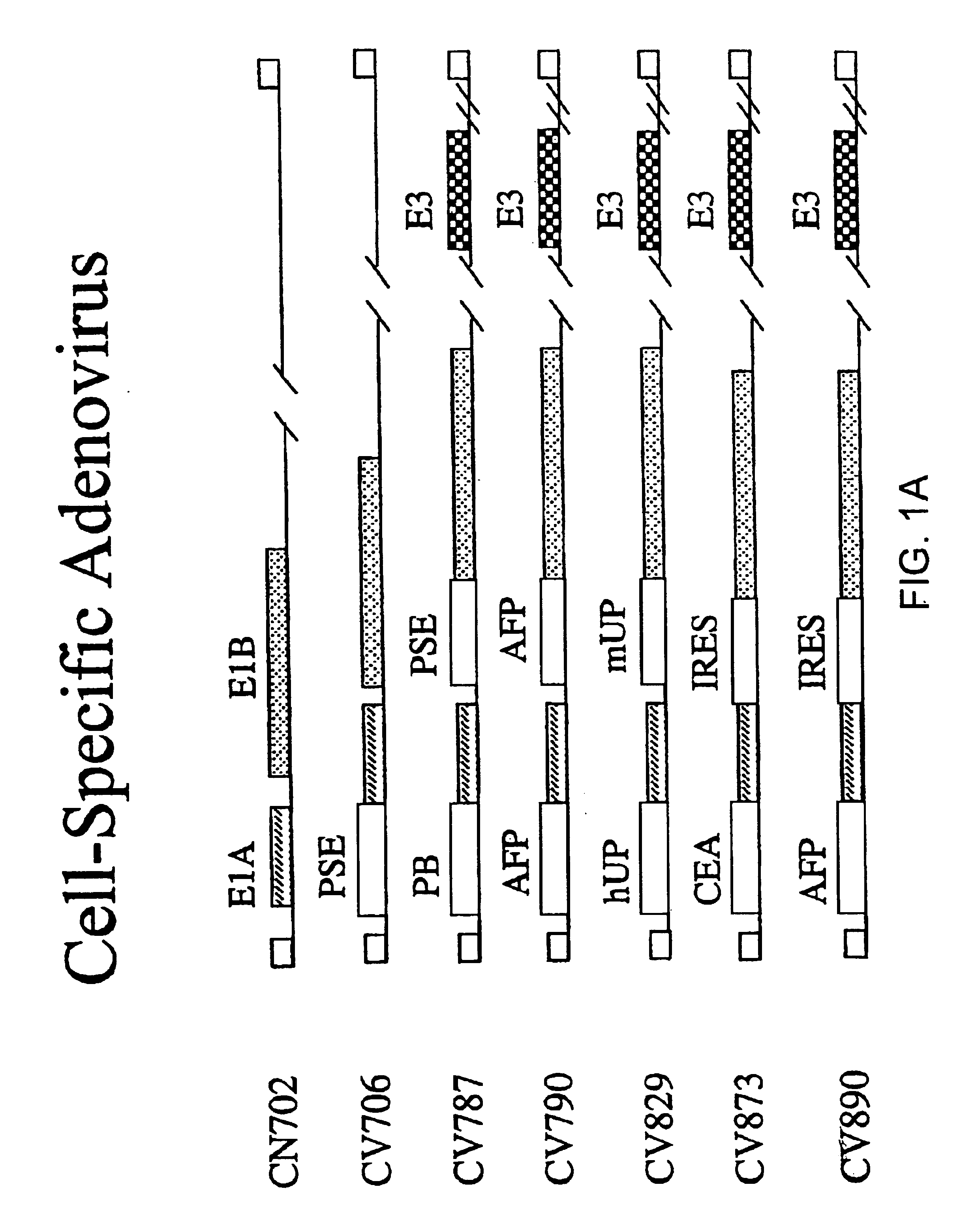 Methods of treating neoplasia with combination of target-cell specific adenovirus, chemotherapy and radiation