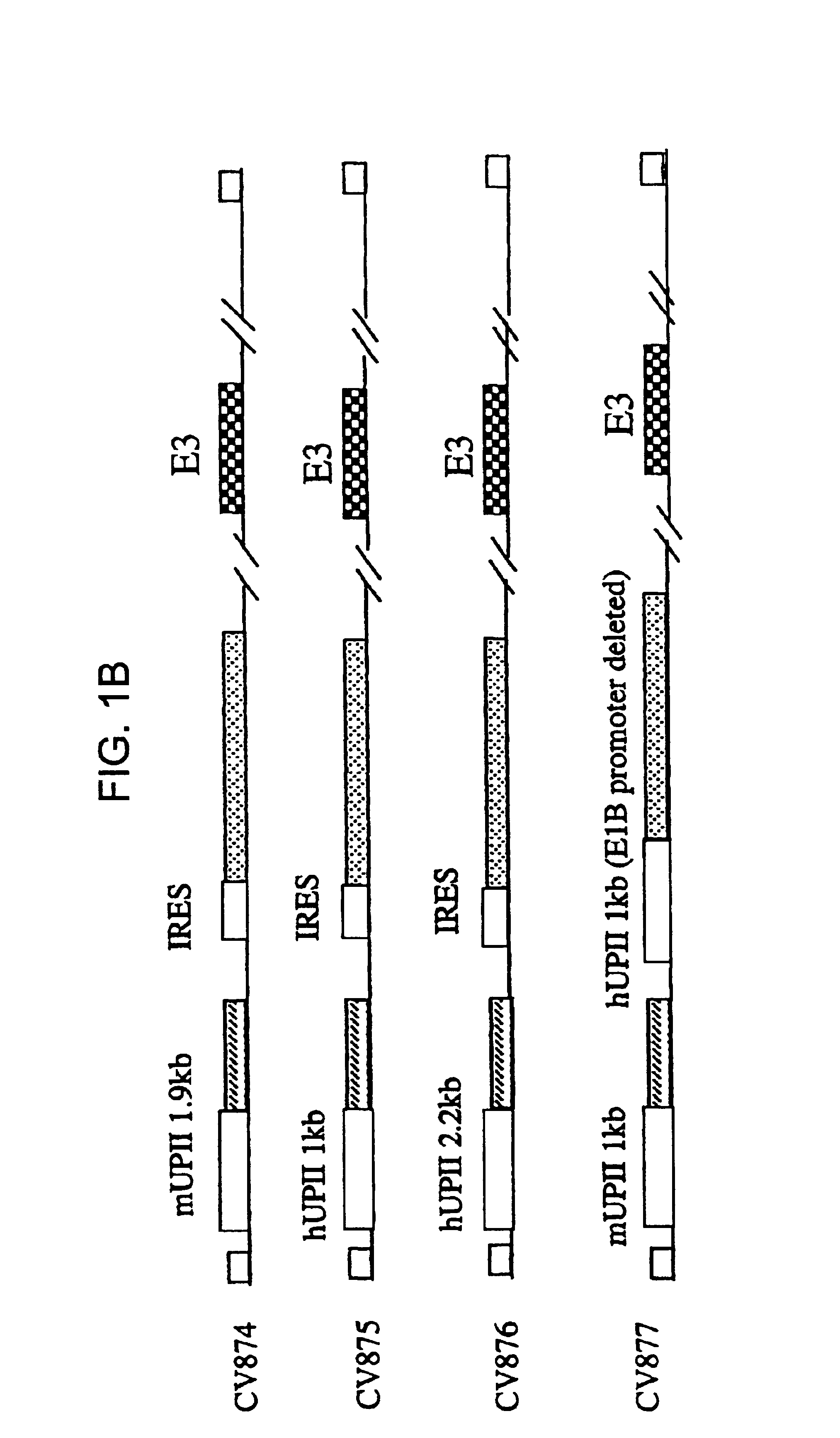 Methods of treating neoplasia with combination of target-cell specific adenovirus, chemotherapy and radiation