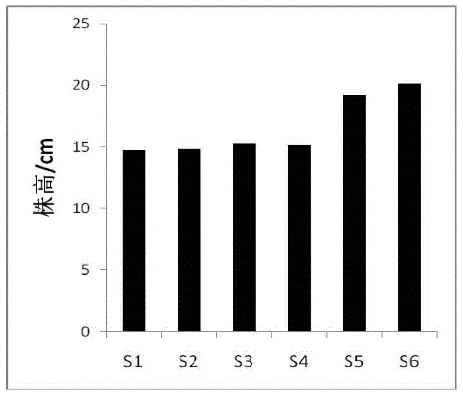 Method for raising seedlings of golden camellia tea in light matrix container