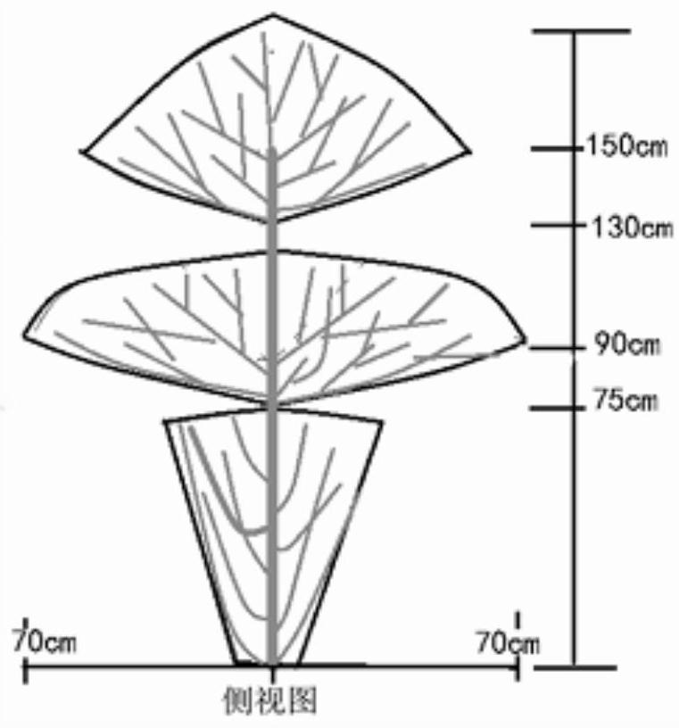 A method for cultivating tea tree crowns with dual-purpose leaves and flowers