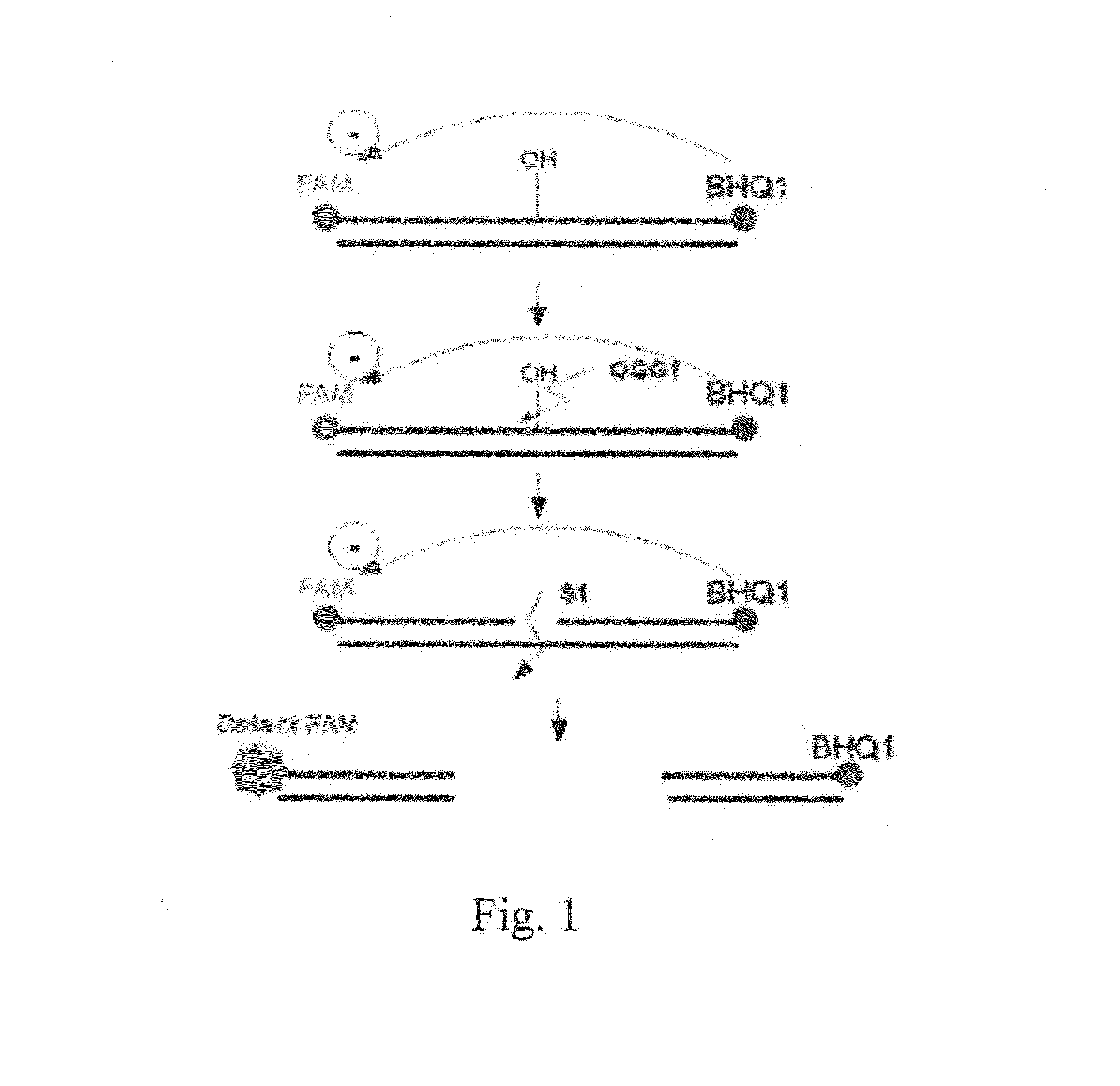 Method for determining activity of nucleic-acid-repair enzyme