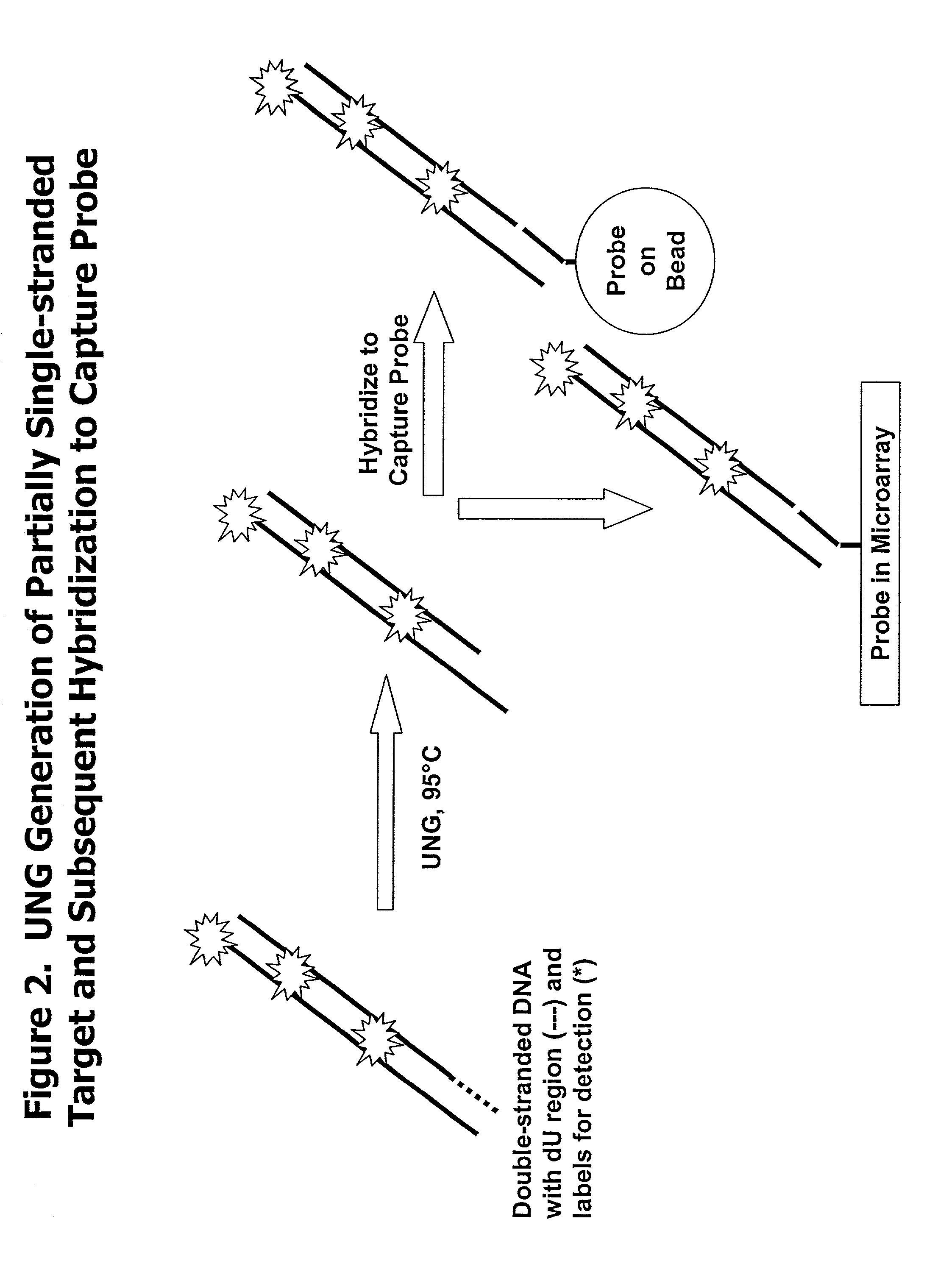 Partially double-stranded nucleic acids, methods of making, and use thereof