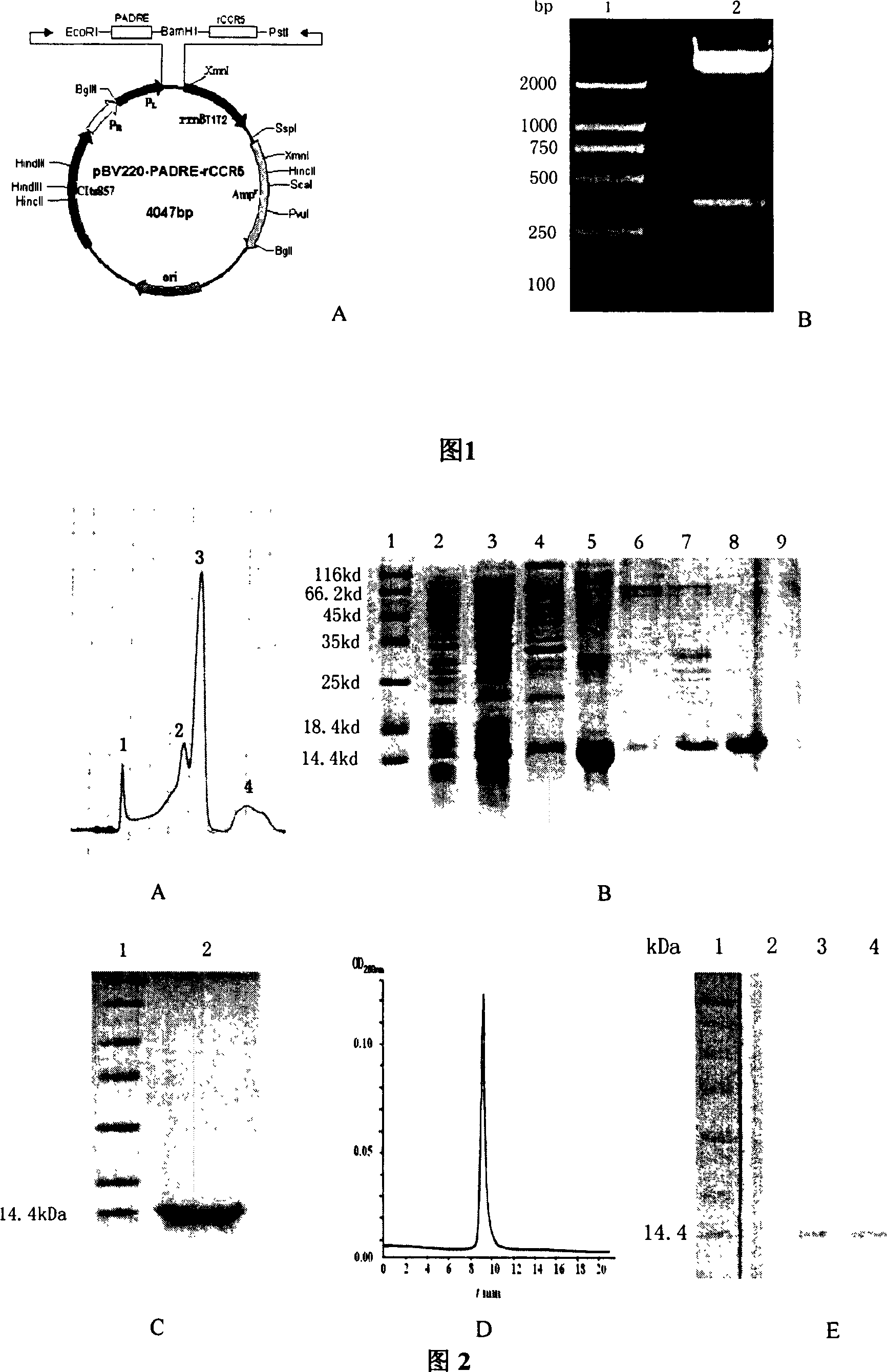 CCR5 autogenous polypeptide vaccine and preparation method thereof