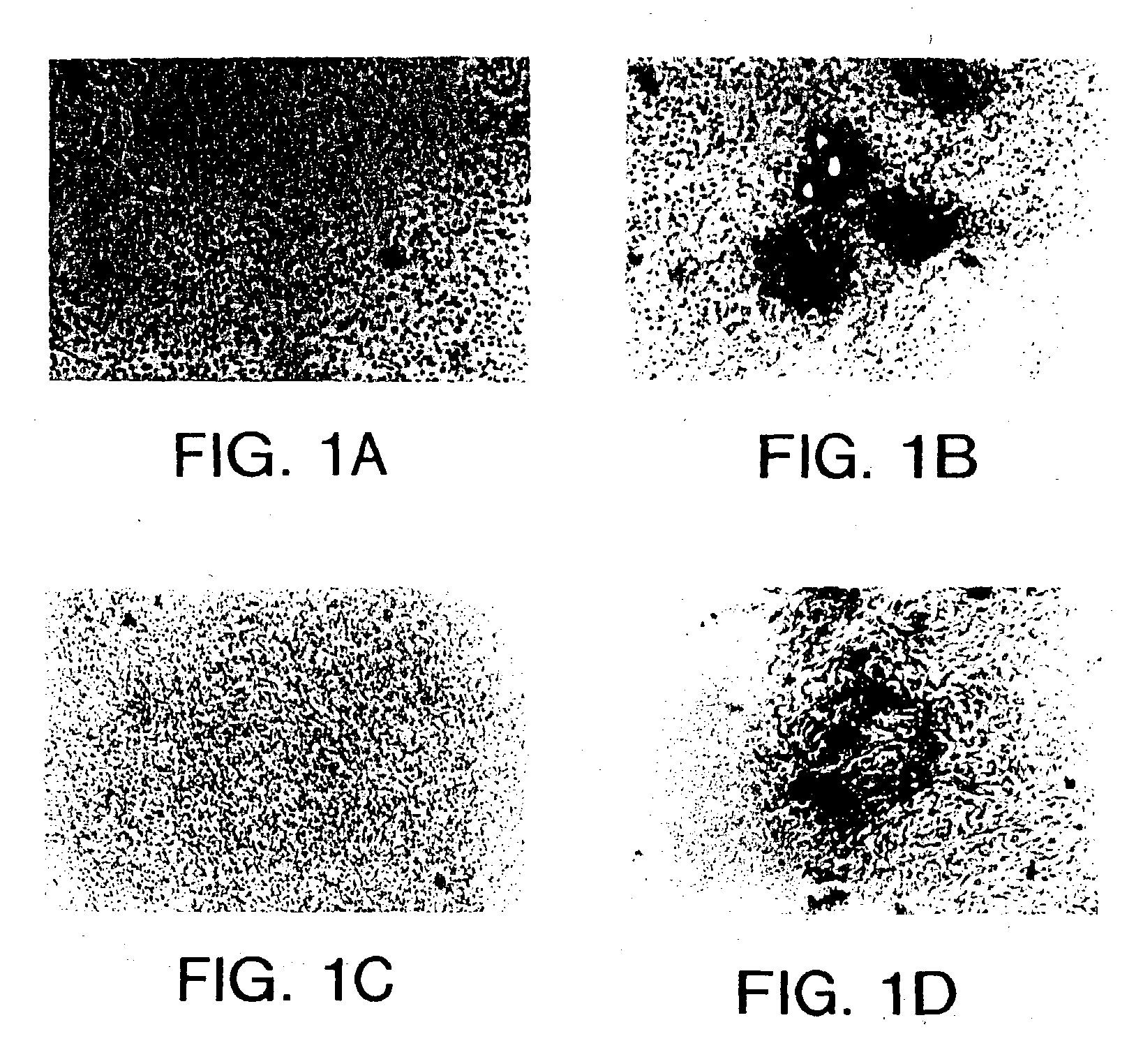 Tumor homing molecules, conjugates derived therefrom, and methods of using same