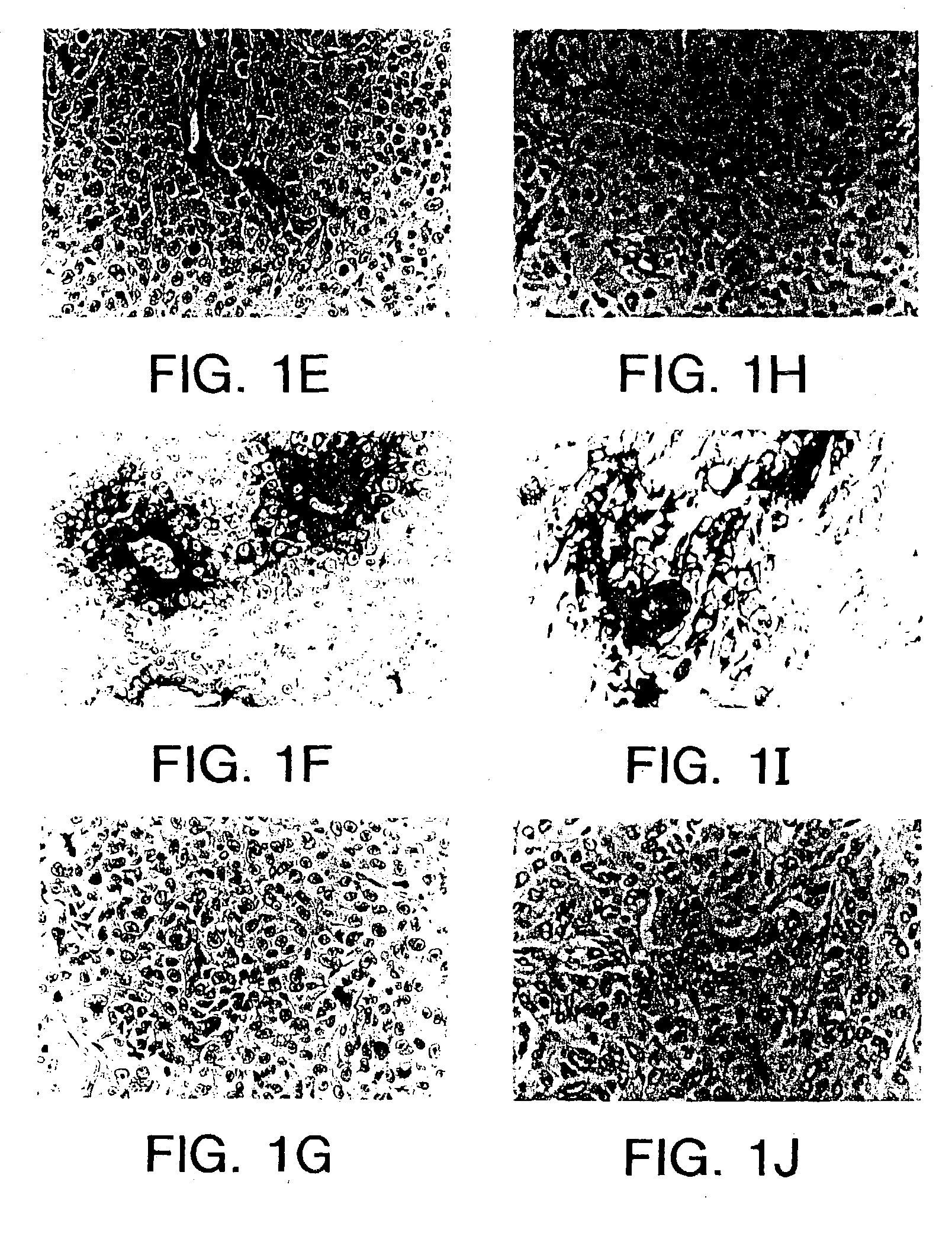 Tumor homing molecules, conjugates derived therefrom, and methods of using same