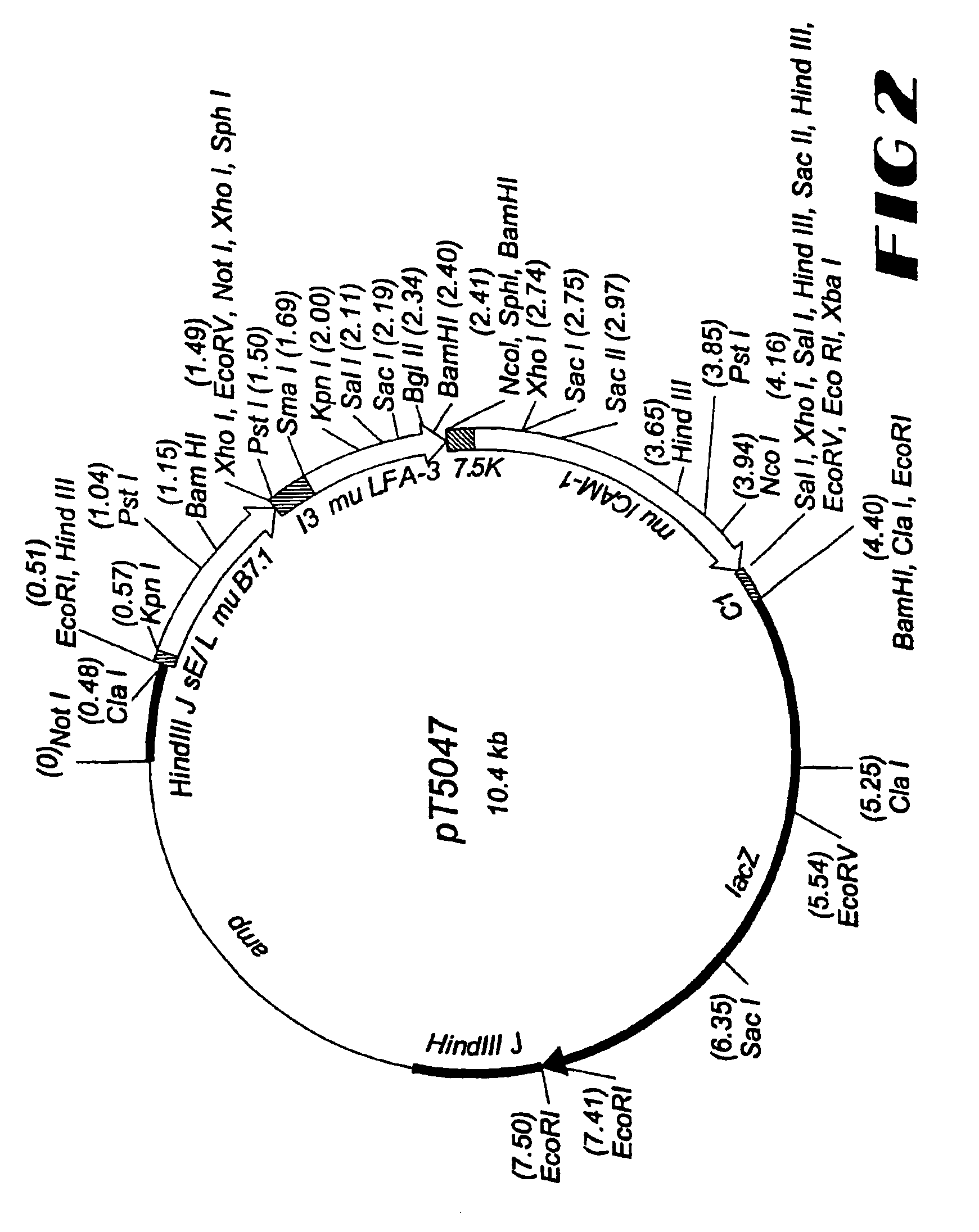 Recombinant vector expressing multiple costimulatory molecules and uses thereof