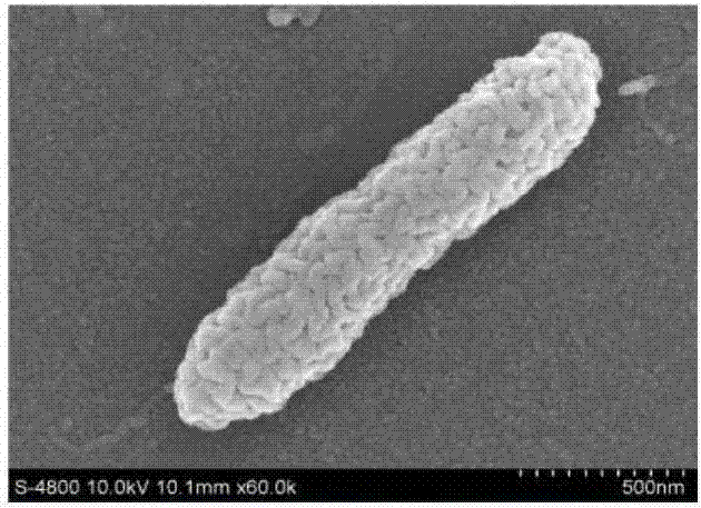 Bacterial strain for generating polyvinyl alcohol degrading enzyme, and polyvinyl alcohol degrading enzyme