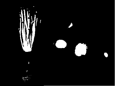 A method for inducing nuclear fission and normal formation of fruiting bodies in protoplast fusogens of Flammulina velutipes