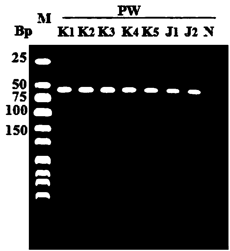 One group of specific primers for identifying leech as well as identification method thereof