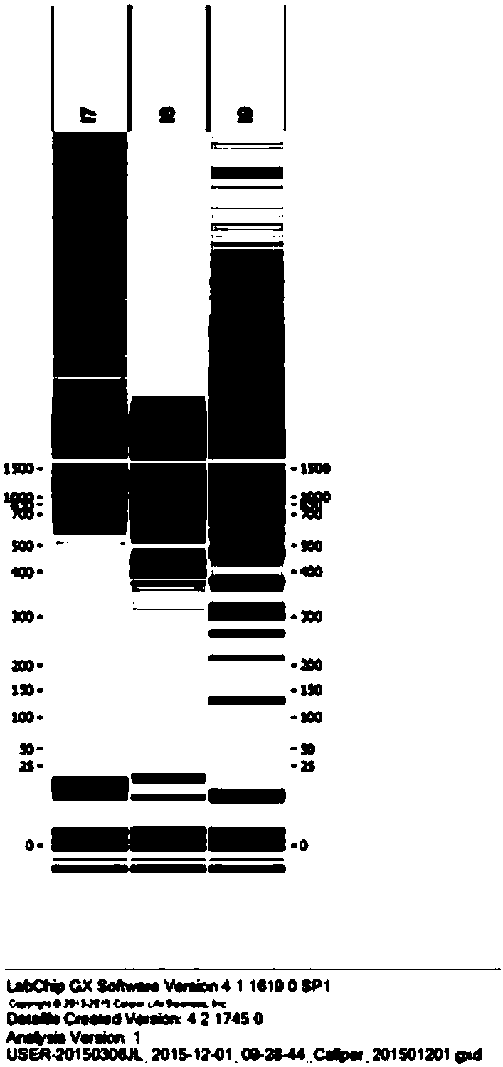 A primer3-based bprimer batch PCR primer design method