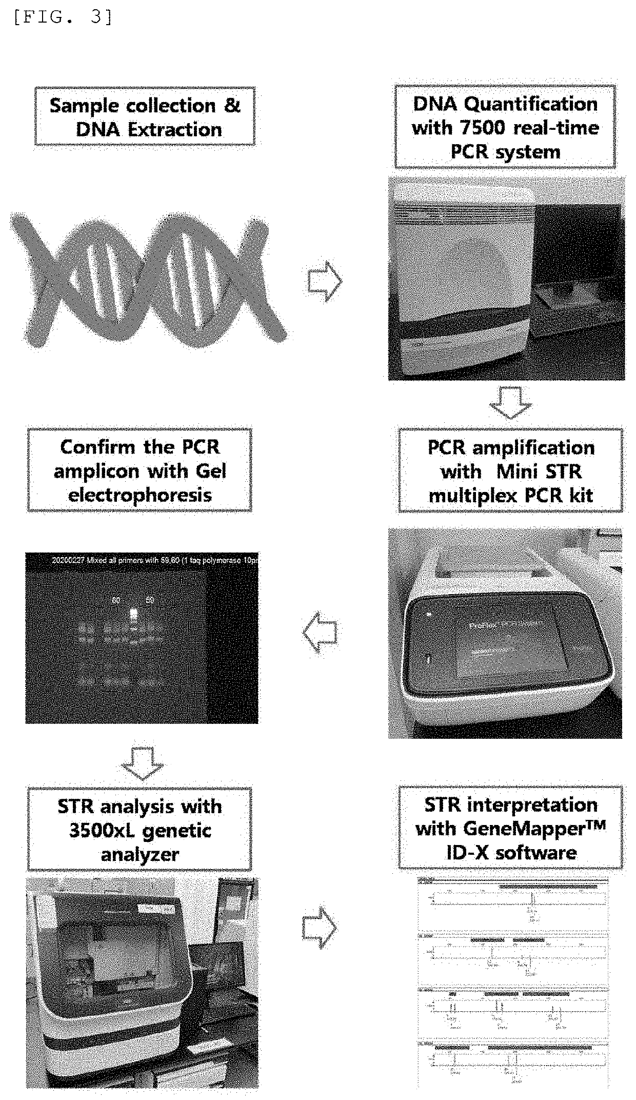 Multiplex PCR Kit for identifying human genotype profile using new combination of mini STRs and method for identifying human genotype profile using the same