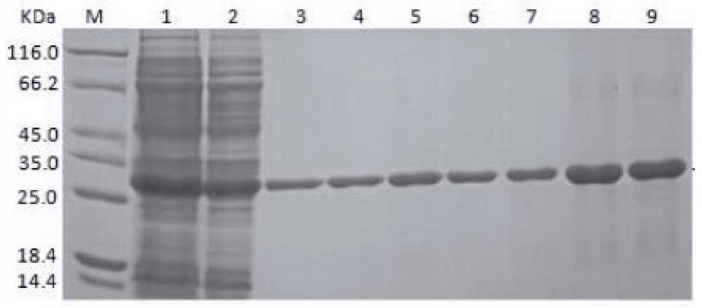 A kind of ELISA kit for detecting Salmonella antibody and its detection method and application