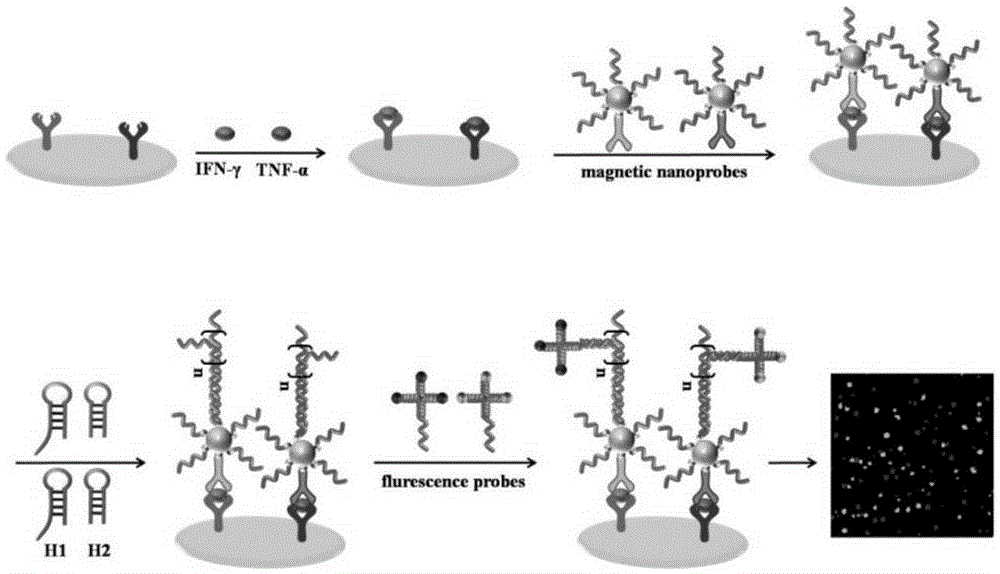 Cytokine multiple detection method based on dual coding and monomolecular counting