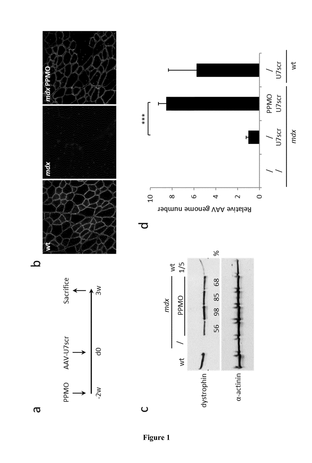 Combined therapy for duchenne muscular dystrophy