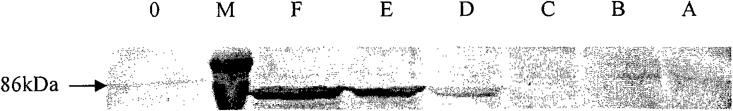 CHO cell line expressing bovine beta interferon and application thereof