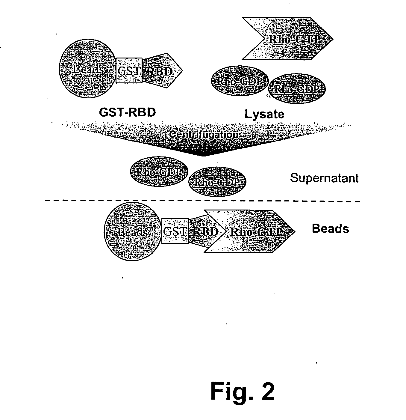 Cellular RhoGTPase activation assay