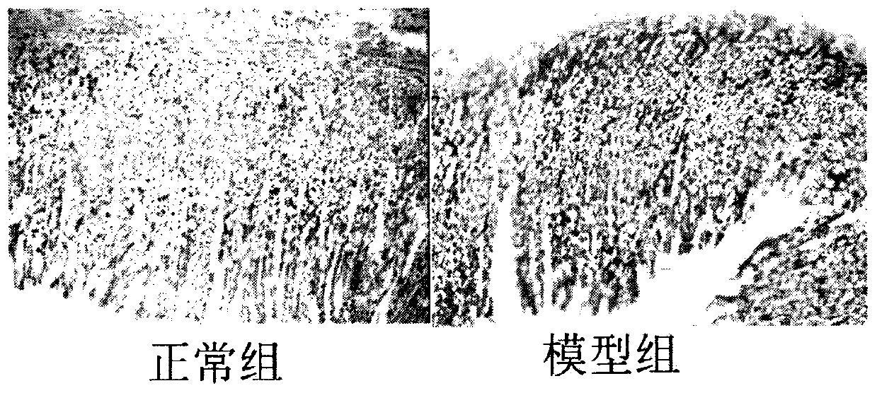 Novel application of cortex magnoliae officinalis glycoside ingredient in improvement of gastrointestinal function